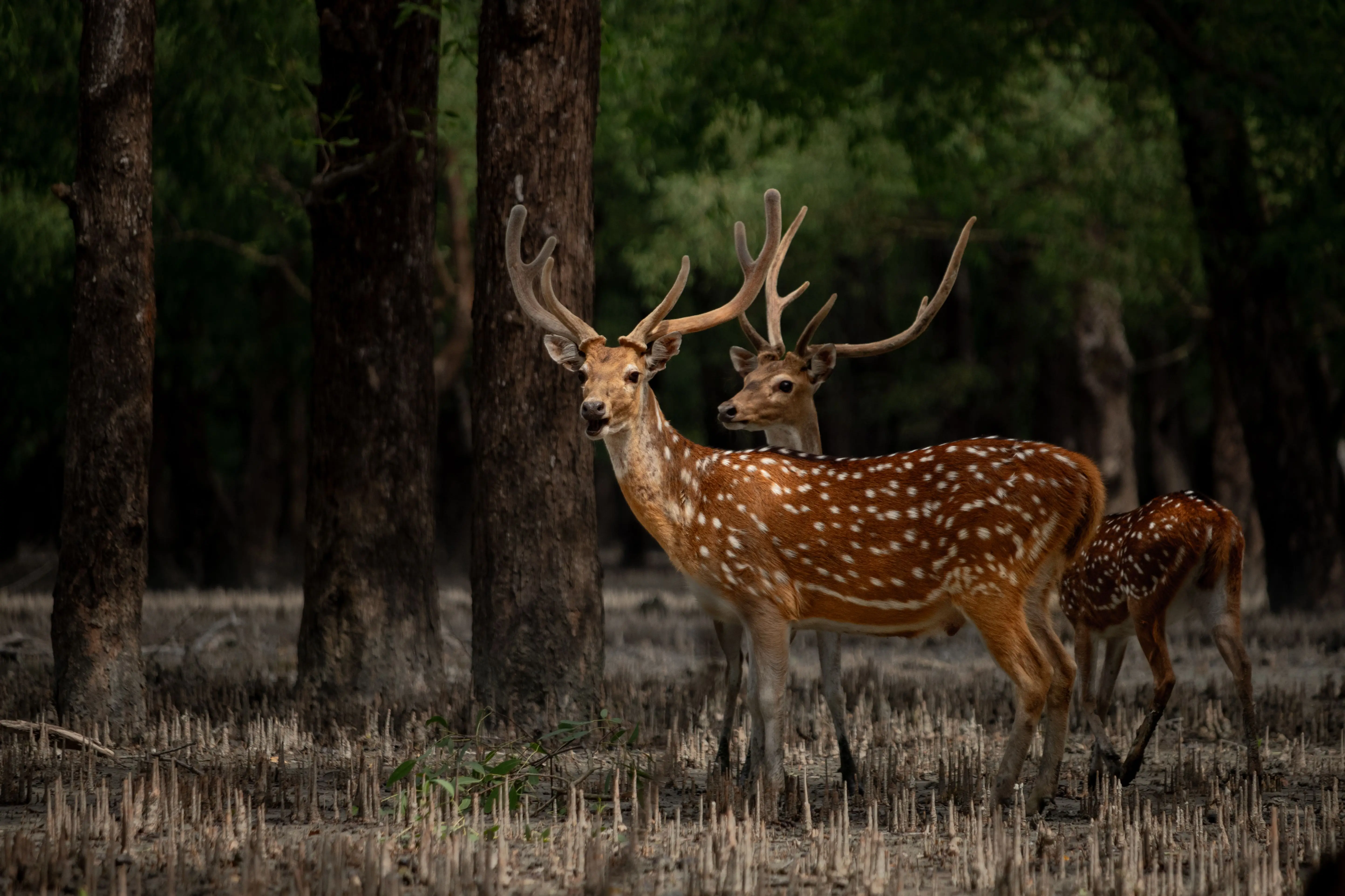 Sundarbans Wildlife Expedition: A Complete Guide to Tigers, Boat Safaris & the Wild Bangladesh