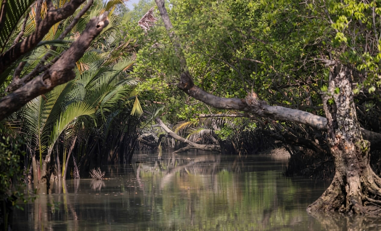 Sundarbans